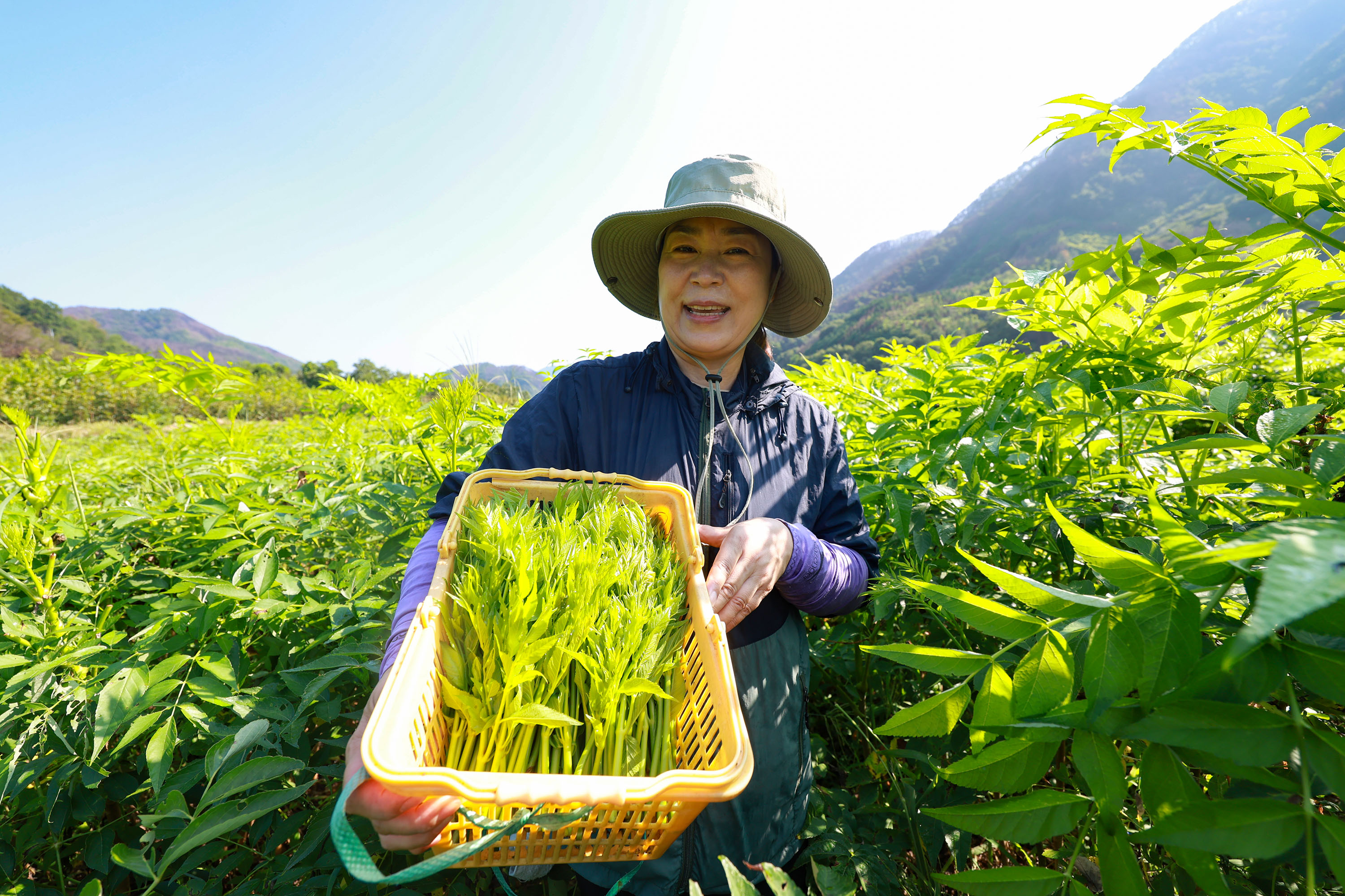 ‘희망 움트는 산청’ 산불·호우 이겨낸 여름 두릅 수확 이미지