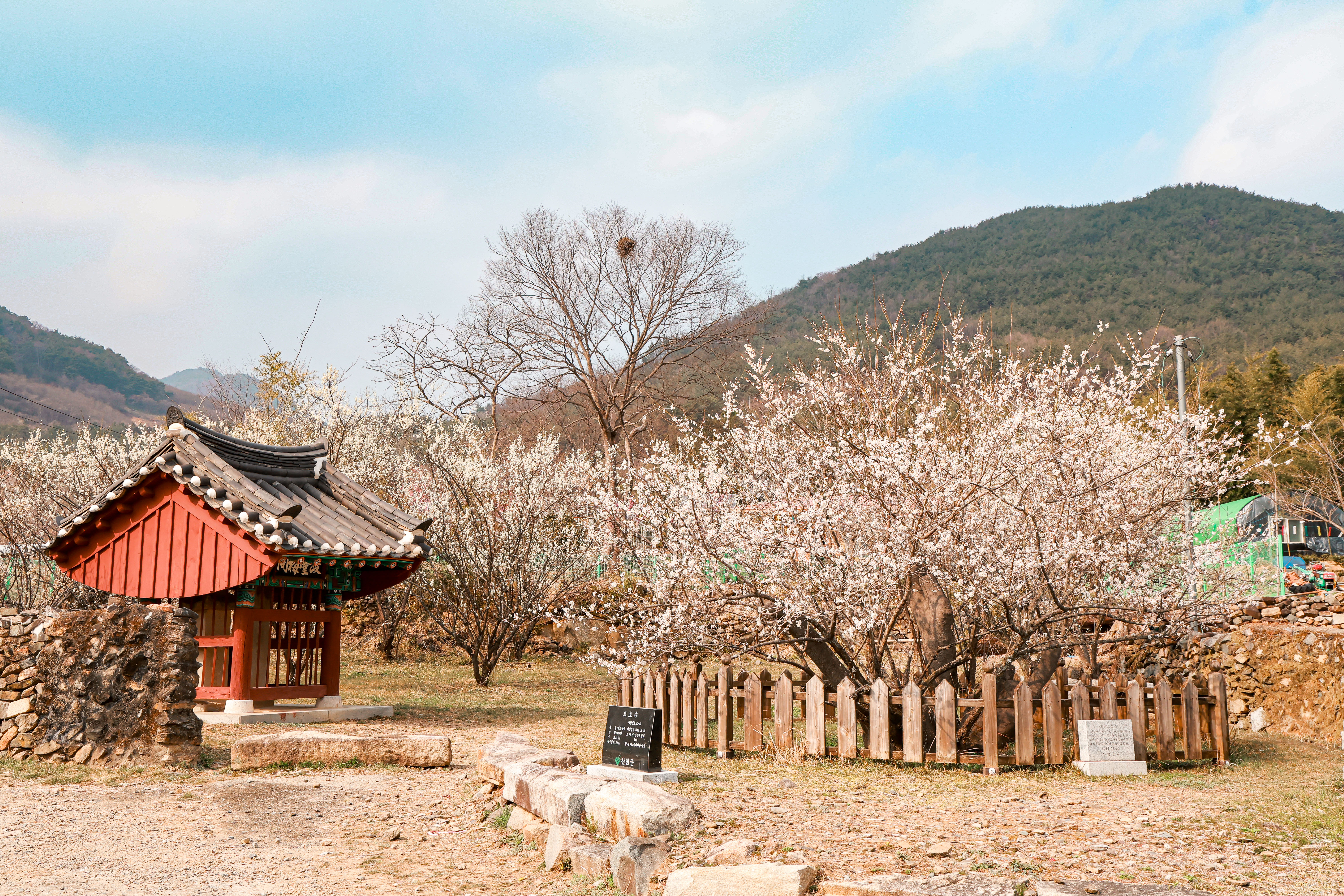 ‘산청 3매(梅)’ 일제히 개화 2
