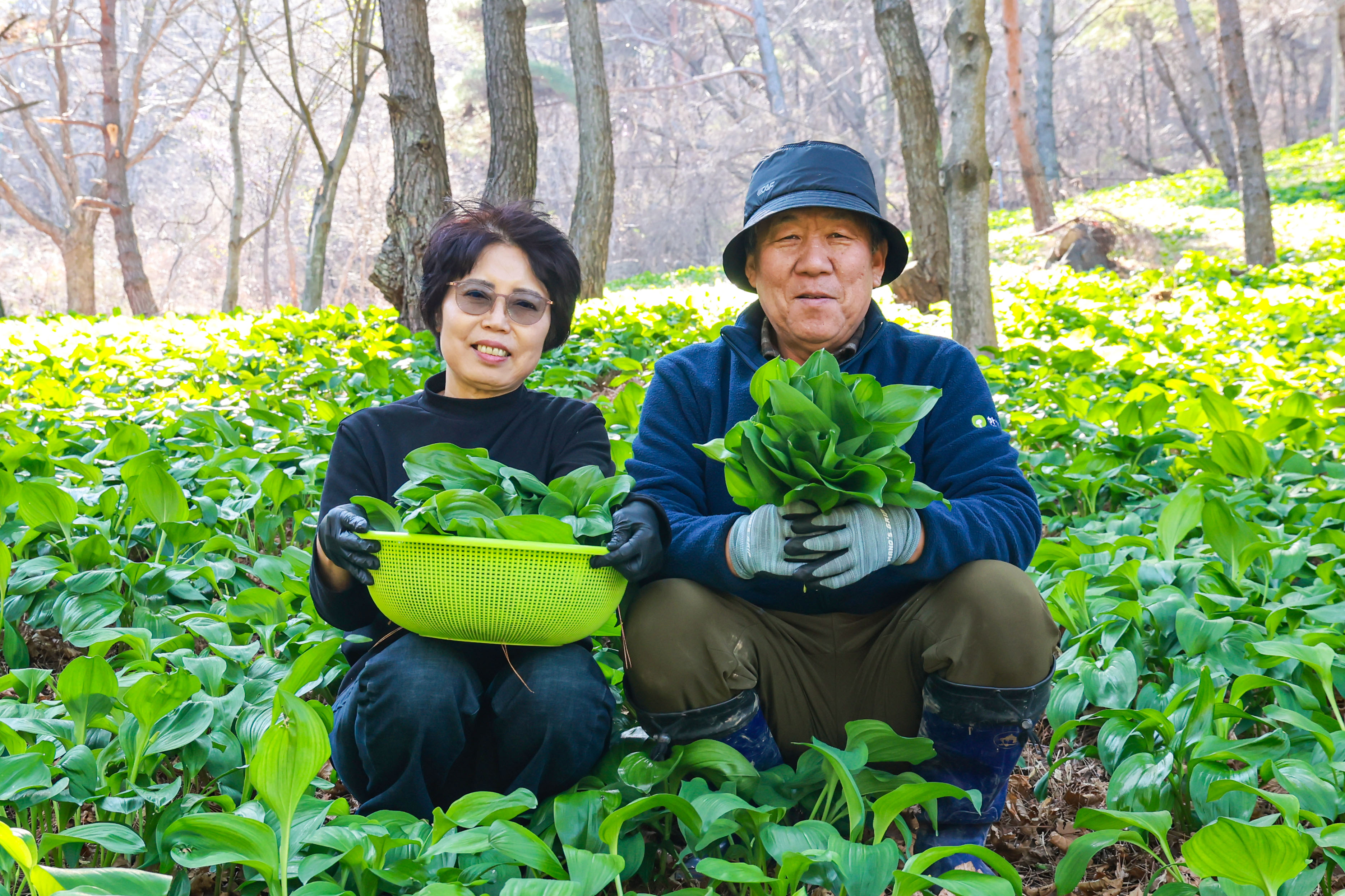 포토뉴스 – 봄 향기 가득한 산청 산마늘 수확 한창 이미지