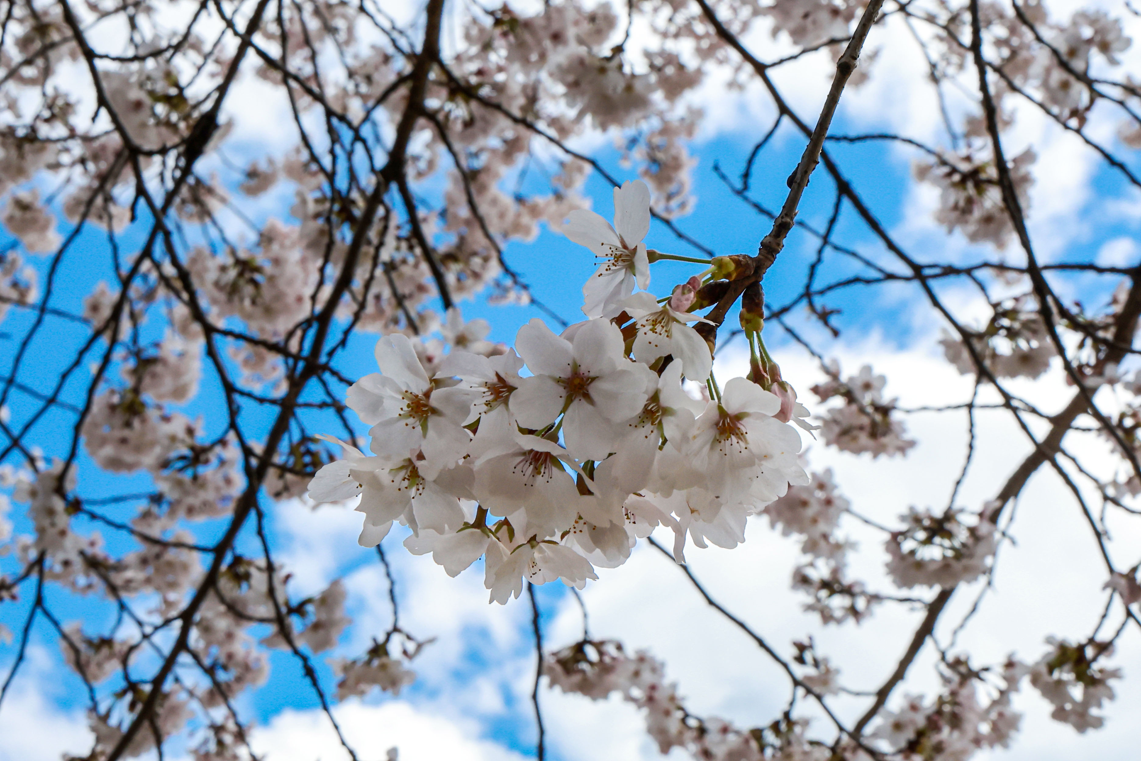 “신안면 원지강변 벚꽃길에서 봄을 만끽하세요” 2